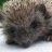 headgehog